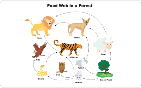 Food Web Example